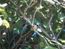 Loro comiendo la fruta verde del Jabillo