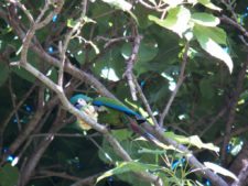 Loro comiendo la fruta verde del Jabillo