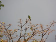 Loro en tope de Acacia