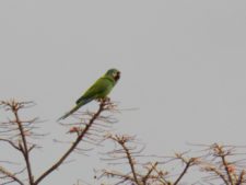 Loro en tope de Acacia