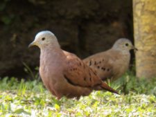 Palomas