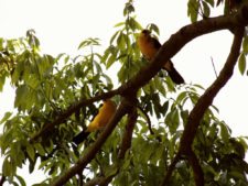 Pareja de Arrendajos