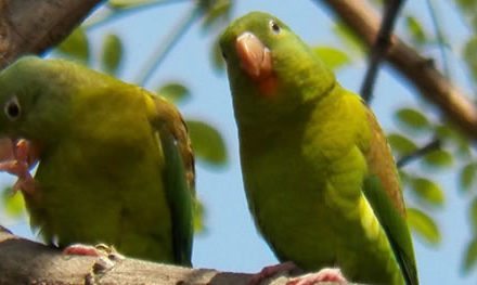 Las Aves de Blandín