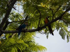 Pareja de Guacamayas en el 15