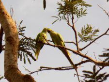 Pareja de Pericos besándose