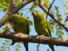 Pareja de Periquitos Hoyo 14