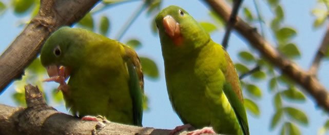 Las Aves de Blandín