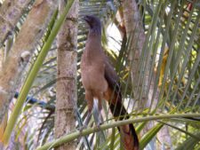 Guacharaca (Foto Fairway/ Valle ArribaGC)