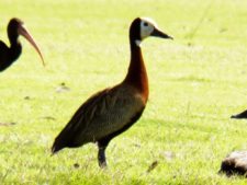 Canchas de Buenos Aires, San Eliseo Country, Golf, Hotel & Spa