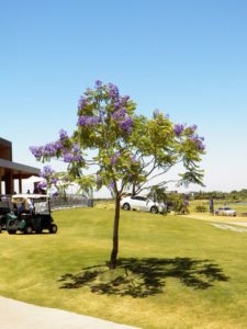 Canchas de Buenos Aires, Nordelta Golf Club