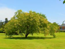 Olivos Golf Club