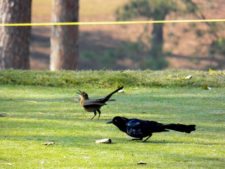 A vuelo de pájaro