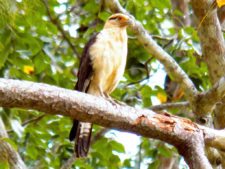 A vuelo de pájaro