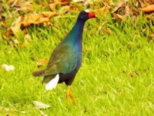 A vuelo de pájaro