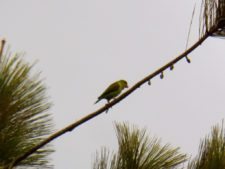 A vuelo de pájaro