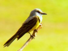 A vuelo de pájaro