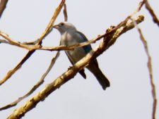 A vuelo de pájaro