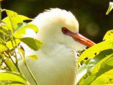 A vuelo de pájaro