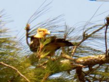 A vuelo de pájaro