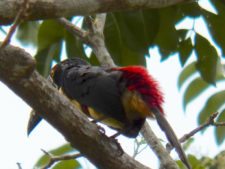 A vuelo de pájaro