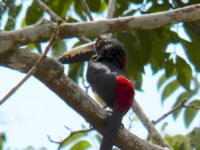 A vuelo de pájaro