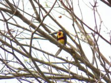 A vuelo de pájaro