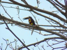 A vuelo de pájaro