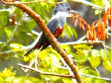 A vuelo de pájaro