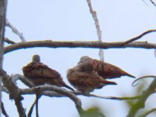 A vuelo de pájaro