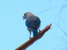 A vuelo de pájaro