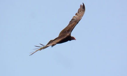 A Vuelo de Pájaro