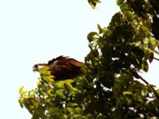 A vuelo de pájaro