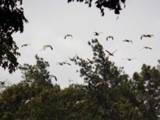 A vuelo de pájaro