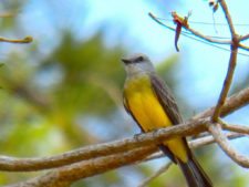 A vuelo de pájaro