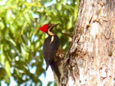 A vuelo de pájaro