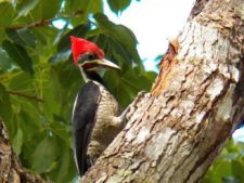 A vuelo de pájaro