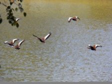 A vuelo de pájaro