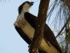 A vuelo de pájaro