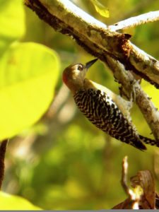 A vuelo de pájaro