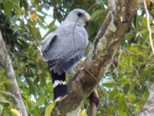 A vuelo de pájaro