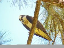 A vuelo de pájaro