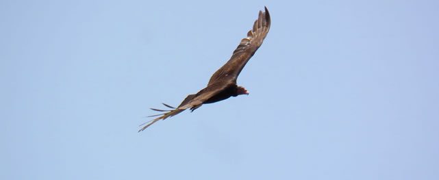 A Vuelo de Pájaro