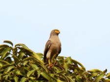 Caraballeda está para jugarla