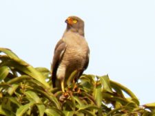 Caraballeda está para jugarla