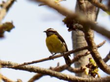 Caraballeda está para jugarla