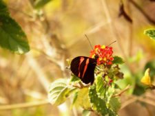 Caraballeda está para jugarla