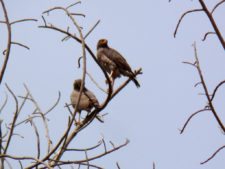 Caraballeda está para jugarla