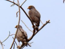 Caraballeda está para jugarla