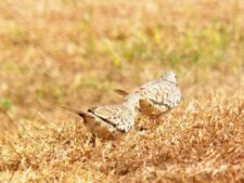 Caraballeda está para jugarla