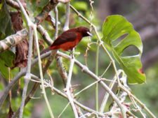 Avistamiento de Aves